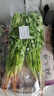带根香菜100g 实拍图