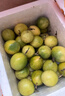 张小壮百香果 黄金果 广西钦蜜9号黄金百香果9号新鲜生鲜白香果水果 精选2.8-3斤约35-38个 实拍图