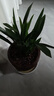 墨兰兰花苗盆栽带花苞发货精品名贵花卉绿植物室内四季好养活企黑 墨兰9-10苗【精选好苗】 实拍图