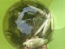 川泽鼎尖江湖轻量综合杆十大名牌鱼竿野钓综合碳素竿野钓综合5.4米 实拍图