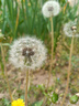 立白天然茶籽洗衣液12斤 除菌除螨抑菌 手洗机洗 祛味去渍 整箱家庭装 实拍图
