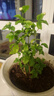 绿之妙圆叶正宗虎头茉莉花盆栽室内浓香花卉重瓣老桩带花苞四季开花植物 实拍图