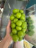 星派果【顺丰JD多地次日达】云南阳光玫瑰青提葡萄当季新鲜水果礼盒装 2斤箱装【单粒6-10g】净重1.5斤 颗颗甄选 实拍图