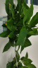 双盟绿萝盆栽除甲醛花卉绿植办公室新房净化空气180加仑4盆装源头直发 实拍图