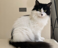 怡亲（YOKEN）宠物狗尿垫狗狗猫咪生理尿不湿尿布厕所用品竹炭尿片XL码-20片 实拍图