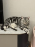 NOW FRESH进口无谷成猫粮 优质蛋白呵护泌尿全猫通用 8磅/3.63kg 效期25.10 实拍图