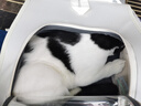 猫包外出便携包双肩背包大号宠物猫咪包次日达太空舱狗狗航空箱 米白色【透气不闷+侧边收纳】 15斤内猫狗通用 可单肩/可双肩/可手提 实拍图