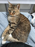 网易严选宠物主粮幼猫成猫全价猫粮 深海鱼虾口味1.8kg*4袋 实拍图