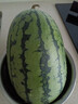 吊秧小西瓜 约1.5kg 实拍图