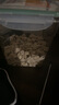 WEYES冻干鸭肉粒450g桶装宠物零食肉干营养发腮高蛋白鸡胸肉冻干 实拍图