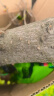 修正花乐多*大树营养液吊针液树木移栽激活液花木苗木果树绿化用生根剂1L 实拍图