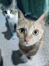 七彩缦七彩缦冻干猫粮5斤2.5kg宠物幼猫成猫全阶段流浪20猫咪主粮深海鱼 鱼味猫粮5斤 实拍图