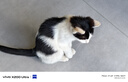 欢宠网宠物狗毛猫毛清理器强力吸尘器吸毛器吸床上猫咪毛发专用电动神器 实拍图