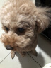 卫仕犬用A2亲和配方羊奶粉300g 狗狗奶粉宠物羊奶粉幼犬奶粉狗狗 实拍图