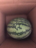 正宗南汇8424西瓜皮薄汁多现摘现发4.5斤-12斤 单果4斤-8斤 10斤-12斤带箱重量 实拍图
