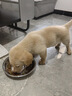 麦富迪狗粮 藻趣儿狗粮幼犬粮牛肉螺旋藻 呵护肠胃2.5kg 实拍图