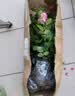 泰西丝灌木月季花树苗庭院阳台花卉绿植四季浓香盆栽蔷薇玫瑰花源头直发 实拍图