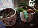 裕轩堂花盆陶瓷家用吊兰蝴蝶兰绿萝带托盘大号个性阳台简约多肉室内套装 B577组合（四个中号） 中等 实拍图