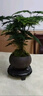 开时果 文竹盆栽桌面摆件盆景 办公室植物竹子水培绿植盆景源头直发包邮 舍得紫砂盆+苔藓+底托 实拍图