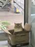 麦富迪猫粮营养pro双鲜肉乳鸽鸡肉全期免疫猫粮成幼猫无谷天然粮 【双鲜肉+姬松茸】助力免疫好吸收200g试吃 实拍图