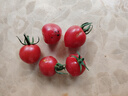 京鲜生 山东千禧小番茄 净2.5斤 水果西红柿 小圣女果  源头直发 实拍图