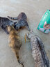 凯锐思天然猫粮成猫粮鱼肉蓝猫全价猫粮 【增肥发腮】 牛肉味-12斤 实拍图