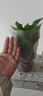 双盟 绿萝盆栽除甲醛花卉绿植办公室新房净化空气110款10盆装源头直发 实拍图