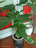 发财树盆栽大植物室内办公室桌面客厅小盆景招财树苗绿植花卉盆栽 三杆发财树 5-8cm【繁星吸水盆】 【送肥料】 实拍图