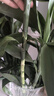 大海边 富贵竹水培植物盆栽水养客厅办公室绿色吸甲醛净化空气大枝叶高 富贵竹80-90cm10棵+营养液 实拍图