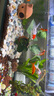 森森 小鲤鱼缸水泵小型潜水泵过滤泵抽水泵XQP-500 6W 实拍图
