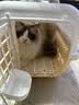 PEITE PET猫包外出便携猫咪航空箱狗包宠物大容量猫窝太空舱猫笼子狗狗背包 柠檬黄【48*35*32cm】 实拍图