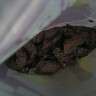 糯掌乌梅肉无核小圣女果夹乌梅圣女果蜜饯零食休闲食品小吃 乌梅肉252克【2袋】多人选 实拍图