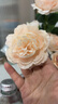爱已装糖 欧式牡丹仿真花假花绢花 塑料花摆件节日插花手捧花 香槟色5支 实拍图