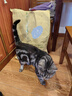 冠能猫粮成猫猫粮鸡肉味7kg 全价猫粮 稳固免疫 适口性强 实拍图