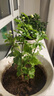 绿之妙圆叶正宗虎头茉莉花盆栽室内浓香花卉重瓣老桩带花苞四季开花植物 实拍图