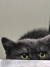 Orijen渴望猫粮 成猫幼猫干粮 全价通用无谷原味鸡肉进口5.4kg效期25/12 实拍图