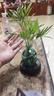 佰花锦水培植物室内花卉绿植盆栽办公室四季常青好养活桌面盆景懒人首选 水培小玻璃瓶+袖珍椰子+圆形底座 整体高度约10-20cm/不同植物高度不同 实拍图