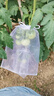yuanyiba水果套袋防鸟防虫专用网袋葡萄无花果苹果芒果草莓桃子保护袋子 20x30cm/50个白色透/火龙果葡萄 实拍图