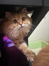 佩玛思特PetMaster通用幼猫成猫粮全价全期鸡肉冻干混合双拼猫粮2kg 实拍图