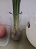 特大号玻璃花瓶桌面插花水养鲜花富贵竹高花瓶ins风客厅装饰摆件 【17高透明】小号锥桶竖条 实拍图