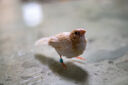 腾龙（Tamron）A065S 70-180mm F/2.8 Di III VC VXD G2二代防抖大光圈长焦变焦全画幅微单镜头(索尼全幅E口) 实拍图