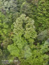 高泡发椰砖营养土压缩椰糠脱盐种菜养花通用型土壤种植大块椰糠土 升级装 【科学控释#叶片鲜嫩# 升级装【植物长疯l】6块 实拍图