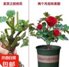 玫瑰老桩花苗室内外盆栽地栽阳台四季开花好养易活花卉月季苗秧 混色系【10颗】 实拍图