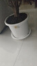 爱丽思花盆塑料圆形树脂多肉花盆种花种菜盆绿萝爱丽丝 白色口径30.1cm 实拍图