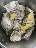 贝司令（BEISILING）【鲜活】乳山生态生蚝牡蛎贝类烧烤源头直发2XL净重4斤 海鲜水产 实拍图