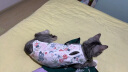华元宠具（hoopet）猫咪绝育服宠物小狗狗母猫猫手术服透气戒奶服公猫防舔术后用衣服 实拍图