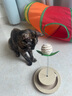 HOUYA猫隧道加长款可折叠宠物用品通道钻洞猫玩具自嗨解闷 实拍图