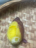 田果匠新鲜板栗红薯鸡蛋薯（顺丰锁鲜）临安天目山鸡蛋圆果番薯农家自种 5斤 顺丰锁鲜 实拍图