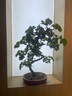 双枪菜板防霉粘板抗菌案板塑料家用砧板36*25*1cm 实拍图