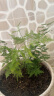 文竹盆栽植物室内办公室绿植花卉盆栽盆景四季常青小盆栽 文竹3盆【高度15-20厘米】 实拍图